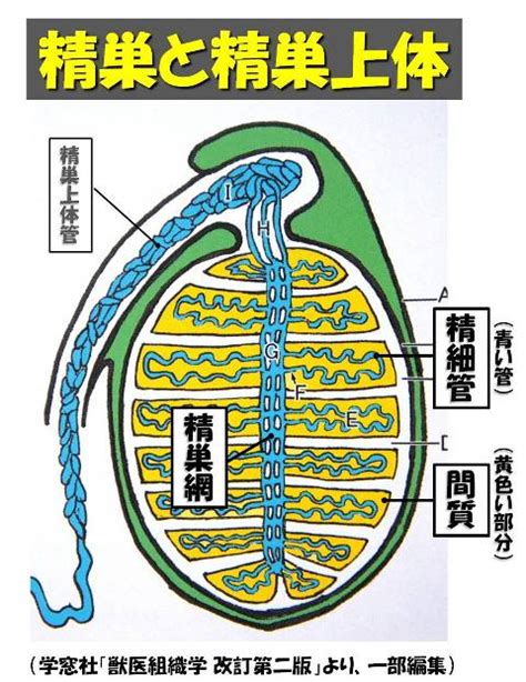 牛の解剖109：雄性生殖器（2） 